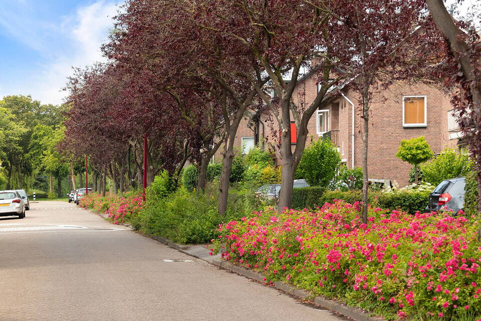 Specialisme Oranjewijk